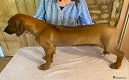 Rhodesian Ridgeback dogs for sale: LADYLIUWA KC REG. LITTER: LAST TWO PUPS FOR SALE in Grantham - Image 12