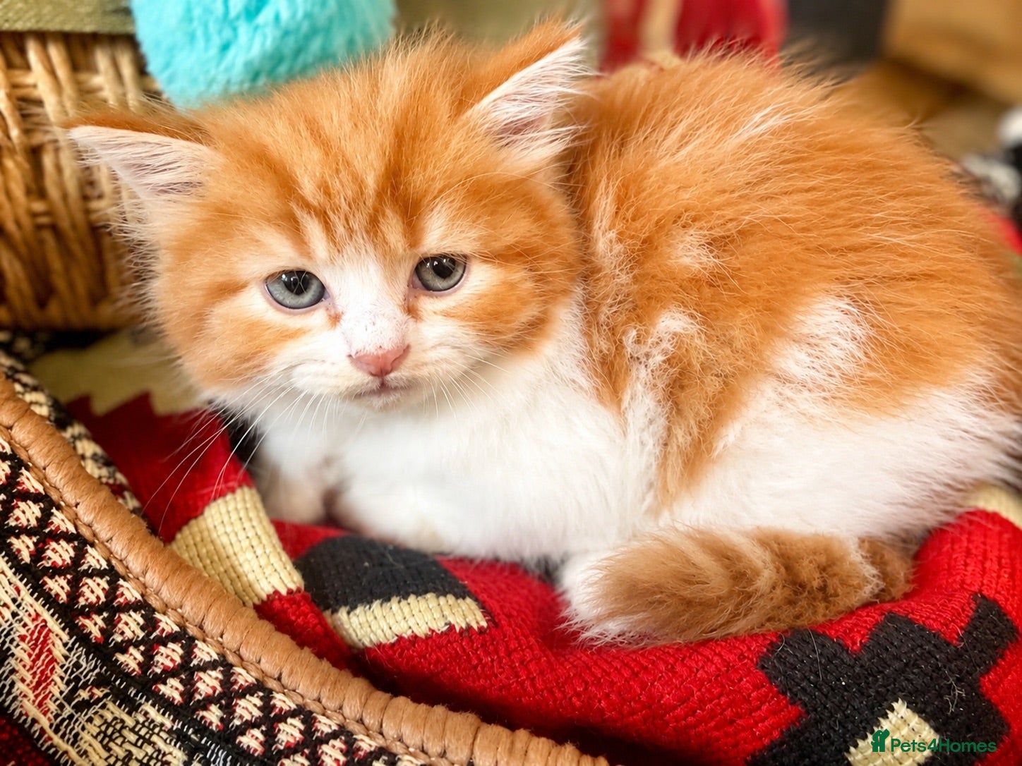 Persian cats Beautiful Curly & Long-Haired Persian - Advert 2