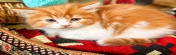 Persian cats for sale: Beautiful Curly & Long-Haired Persian - Advert 2