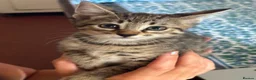 Savannah cats for sale: SavannahX GORGEOUS kittens  - Advert 8