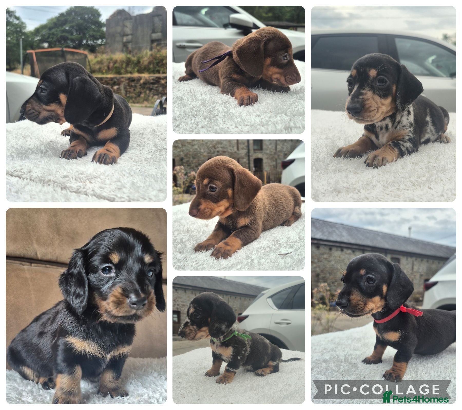 Miniature Dachshund dogs **GIRLS** PRA CLEAR MINIATURE DACHSHUND PUPPIES - Advert 8