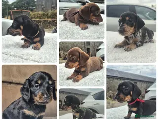 Miniature Dachshund dogs **GIRLS** PRA CLEAR MINIATURE DACHSHUND PUPPIES - Advert 8