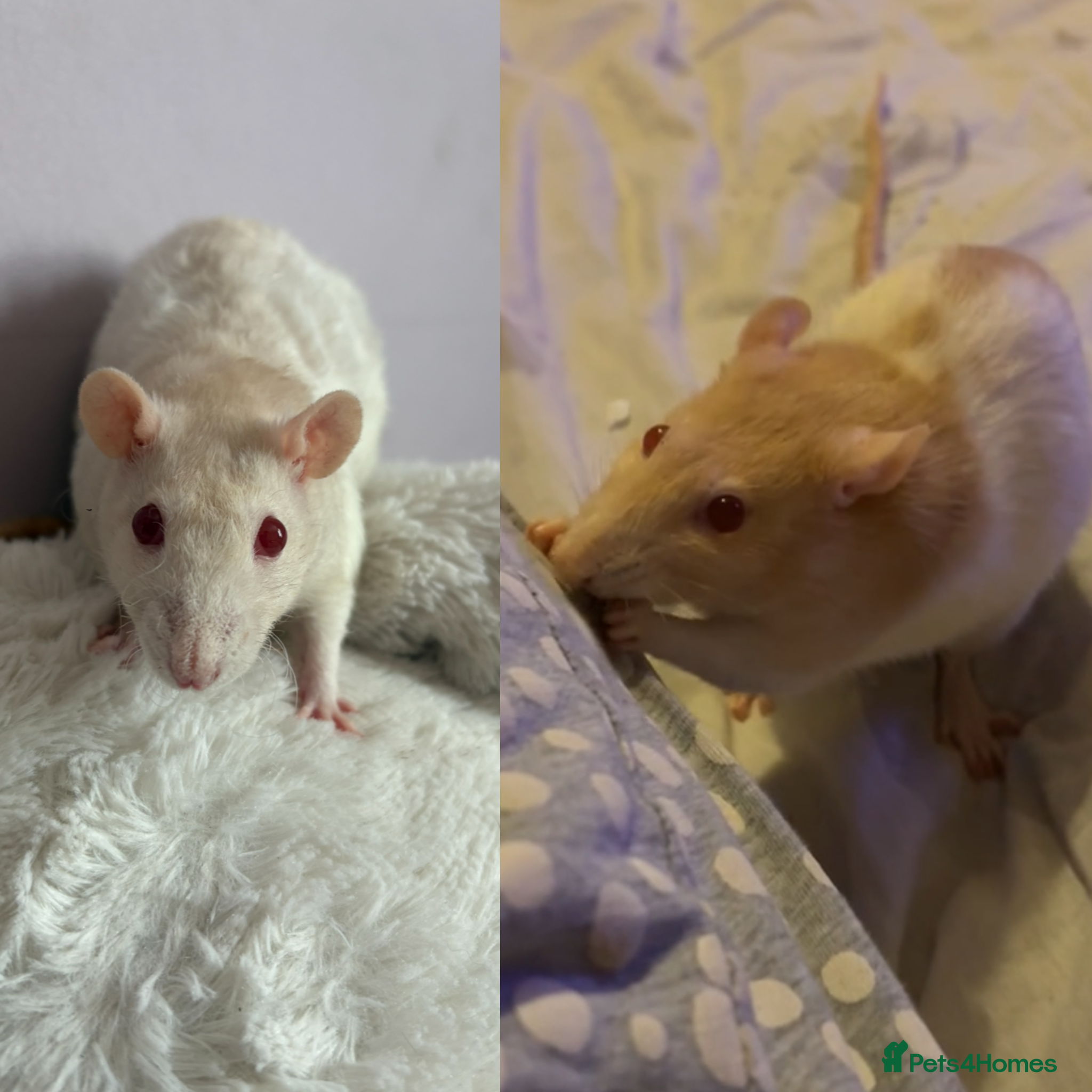 Rat rodents Two female rats in need rehoming - Advert 1