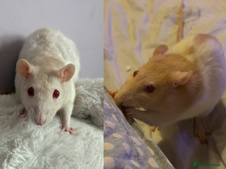 Rat rodents Two female rats in need rehoming - Advert 3