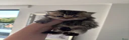 British Shorthair cats for sale: GCCF shorthair kittens  - Advert 4