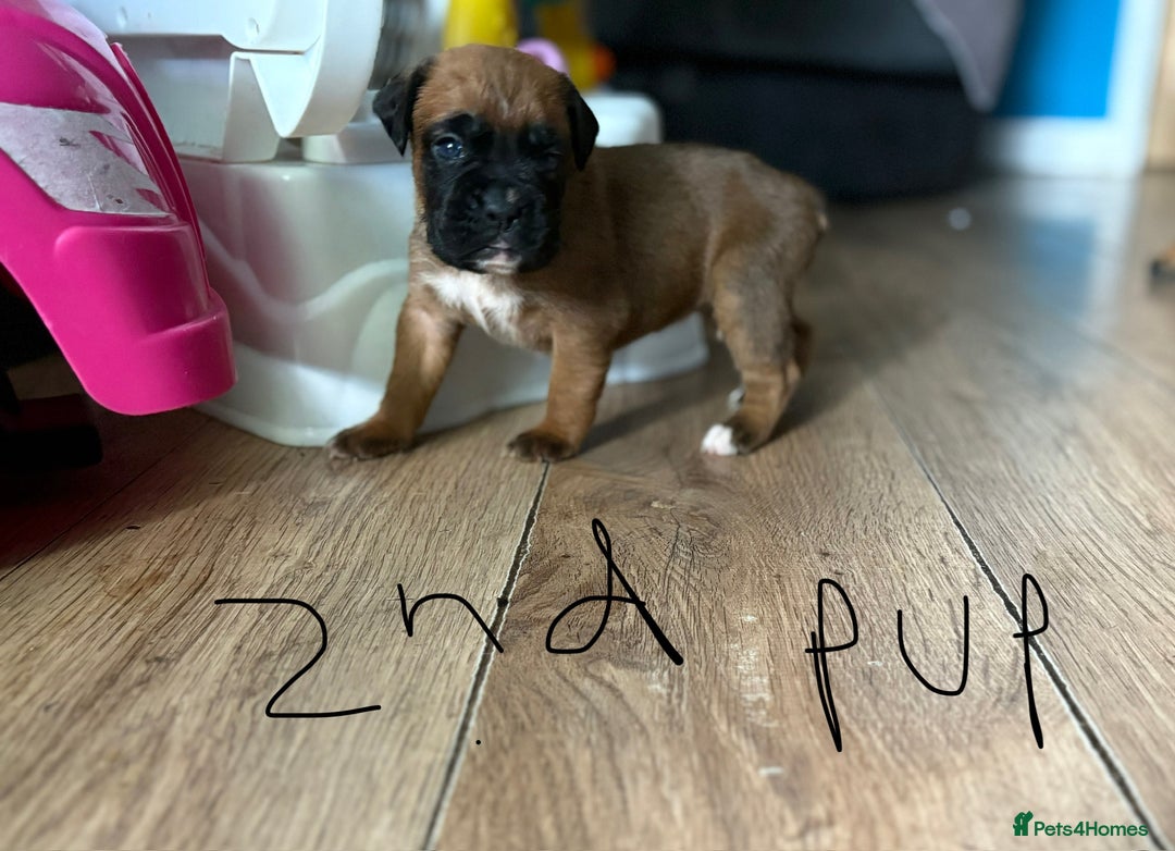 Boxer dogs for sale: 1 girl beautiful boxer puppies left  - Image 16
