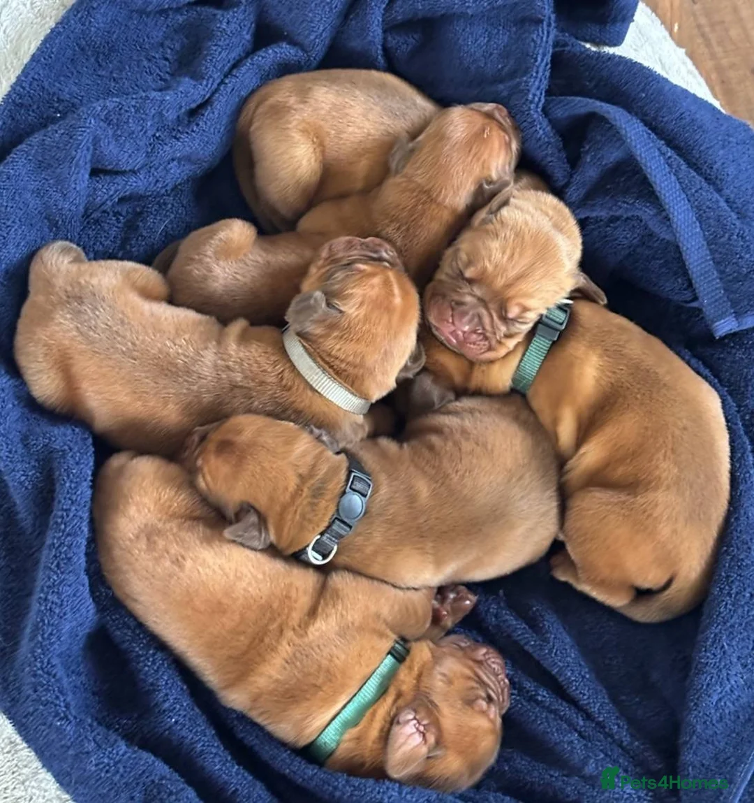 Dogue De Bordeaux dogs for sale: Raised with Care and Devotion – Our Dogue Puppies - Advert 1