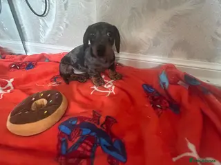 Dachshund dogs 1 adorable dachshund ready - Advert 8