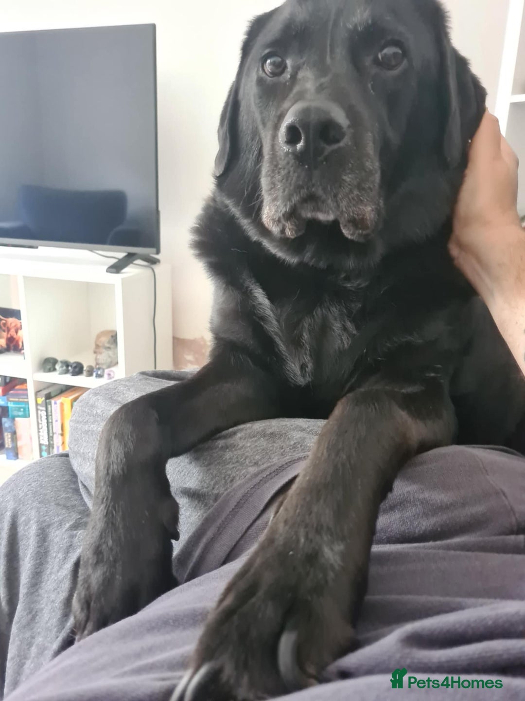 Labrador Retriever dogs for sale: 7 Year Old Black Male Labrador  - Image 2