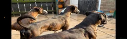 Boxer dogs for sale: Male Boxer - Advert 4