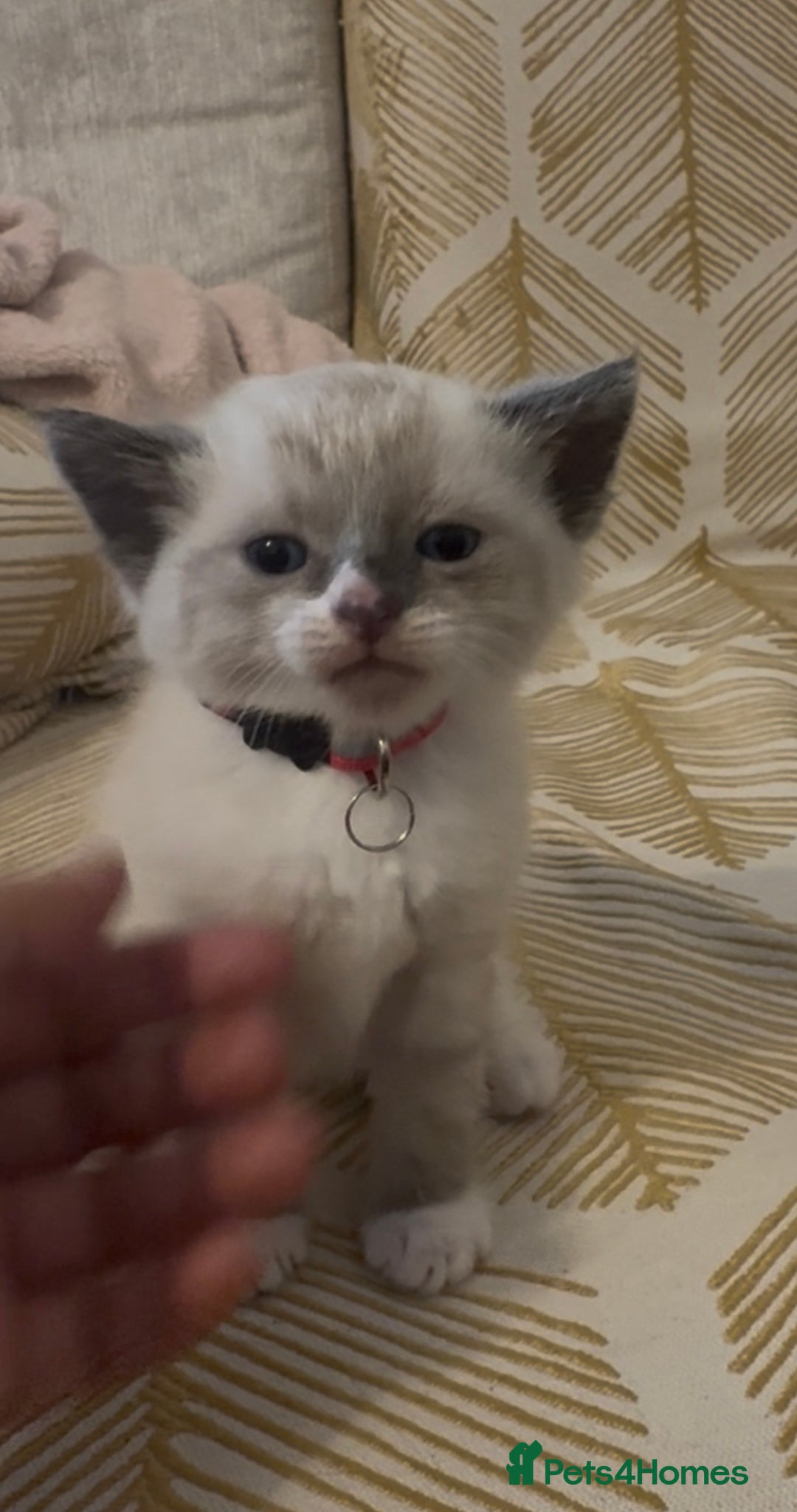 British Shorthair cats for sale: BSH mixed Russian Blue - Image 10