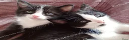 Mixed Breed cats for sale: Playful kittens in Bolton - Advert 5