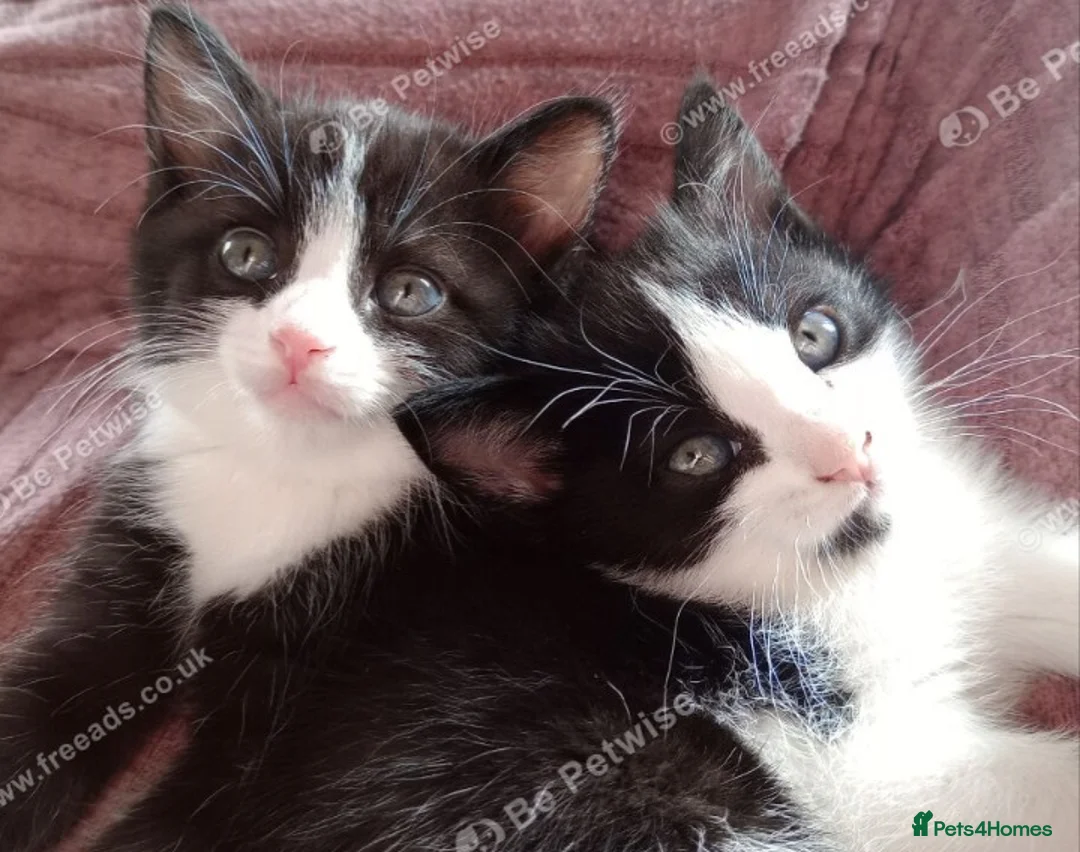 Mixed Breed cats for sale: Playful kittens in Bolton - Advert 5
