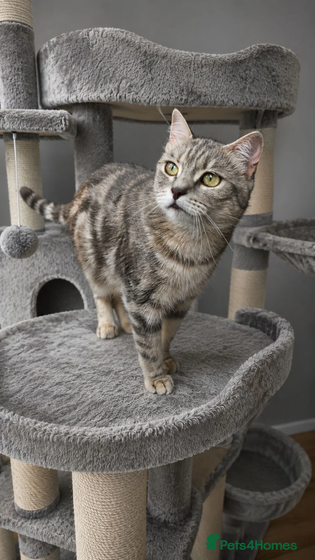 British Shorthair cats for sale: 🌸 GCCF & TICA ACTIVE 🌸 BSH 🌸 - Advert 5