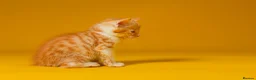 Mixed Breed cats for sale: Orange / ginger male kittens  in Stonehouse - Advert 5