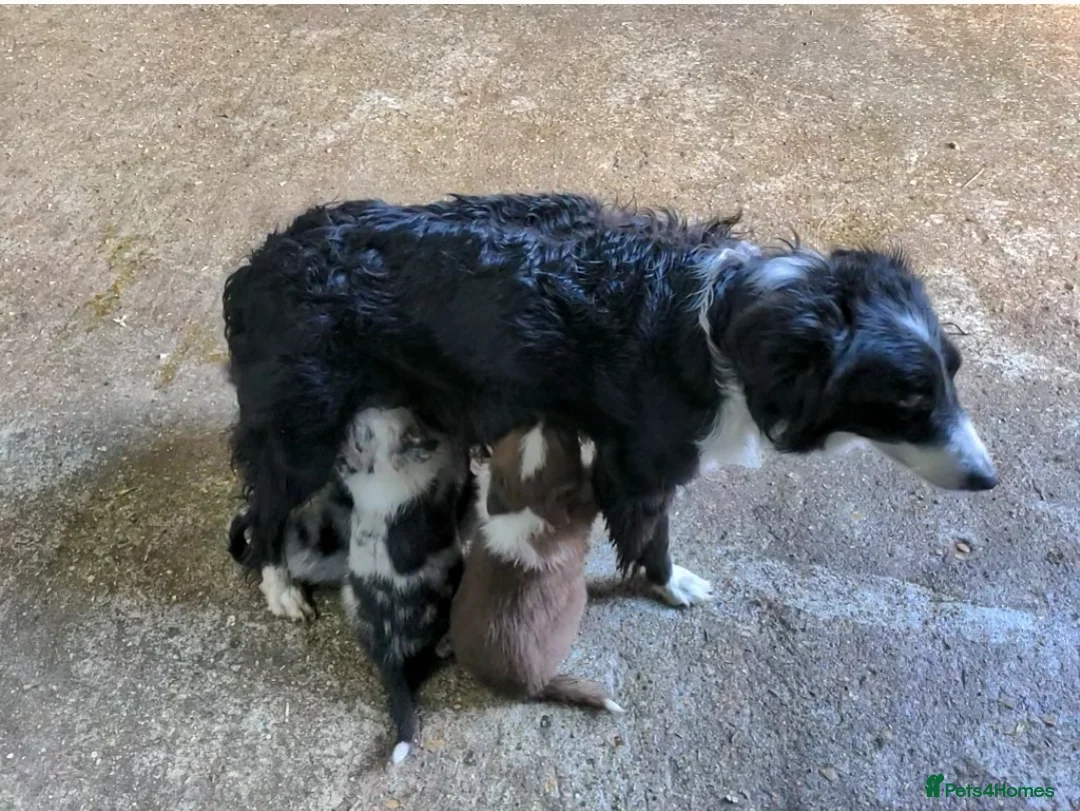 Border Collie dogs for sale: Beautiful male border collie puppies available - Advert 11