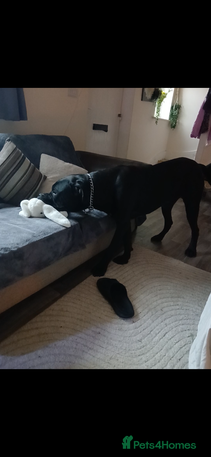 Cane Corso dogs for sale: Cody 1 year old  - Advert 1
