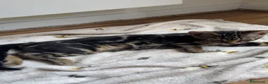 Bengal Kitten 3