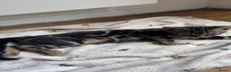 Bengal cats for sale: HALF BENGAL KITTENS FOR SALE - Advert 4