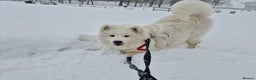 Samoyed dogs for sale: 7 month old Samoyed - Advert 9
