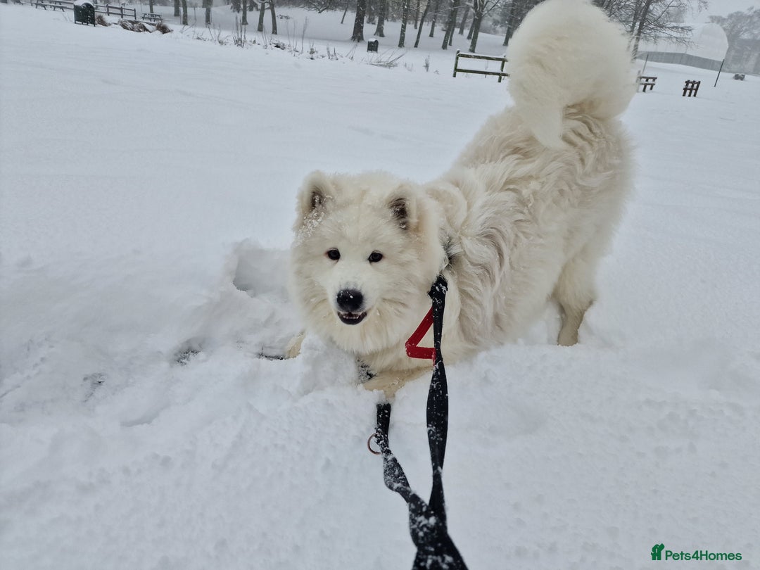 Samoyed dogs for sale: 7 month old Samoyed - Advert 9