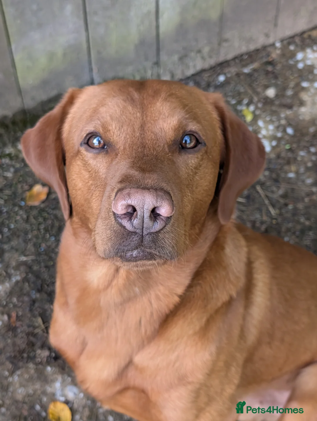 Labrador Retriever dogs for stud: Red ( Lord Ajax) Fox Red KC Labrador Stud Dog  in Watchet - Advert 3