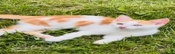 Mixed Breed cats for sale: Beautiful Playful  Kitten Ready for Loving Home - Advert 5