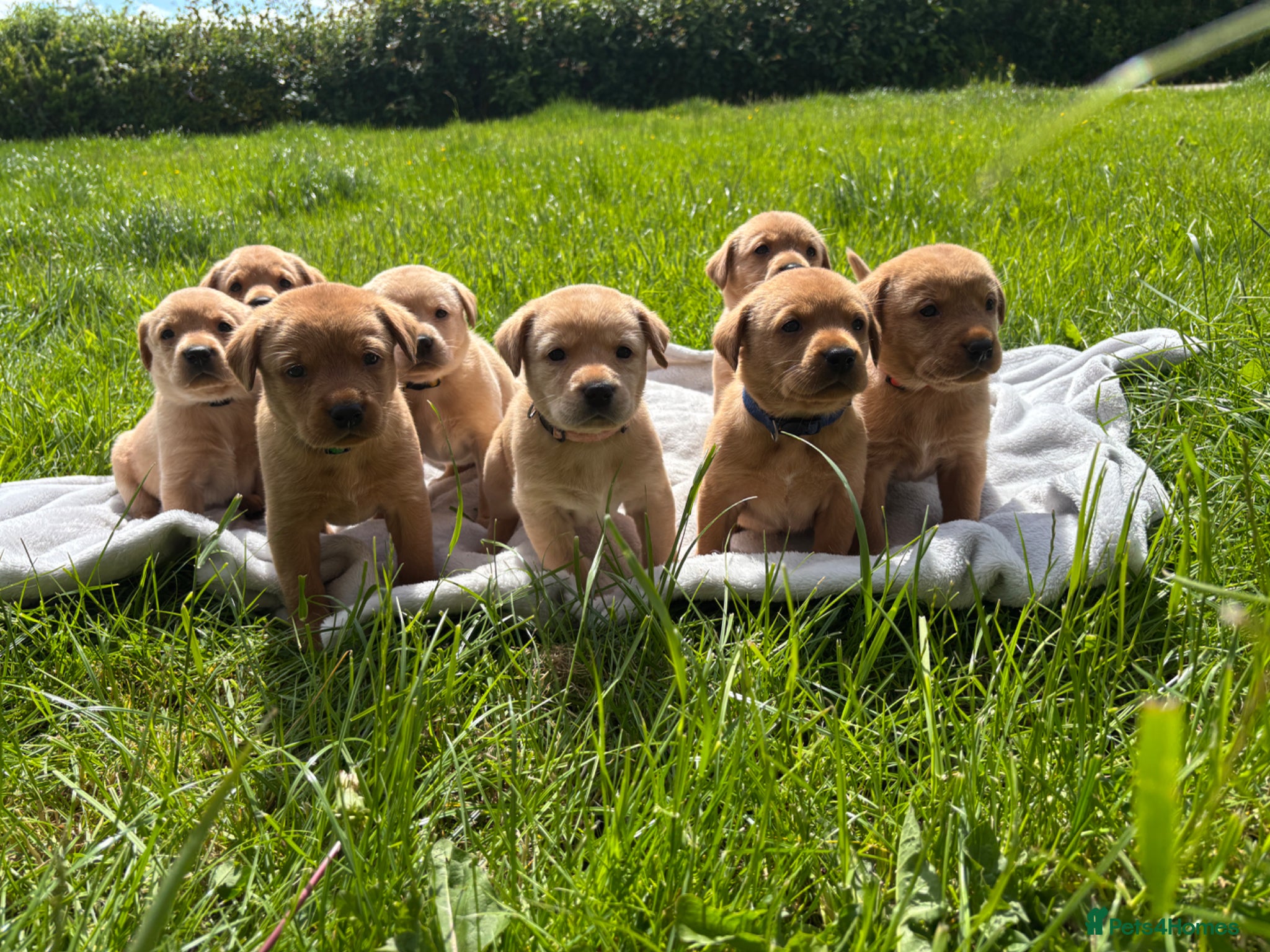 Labrador Retriever dogs Stunning Red Fox & Golden Labrador Puppies - Advert 1