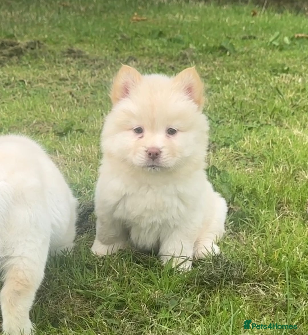 Chow Chow dogs for sale: Exotic colour chowsky puppies for sale  - Image 18