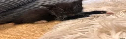 Mixed Breed cats for sale: Kittens ready Now 2 female 3 male - Advert 12