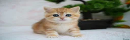 British Shorthair cats for sale: 💙British shorthair kittens ready now💙 - Advert 19