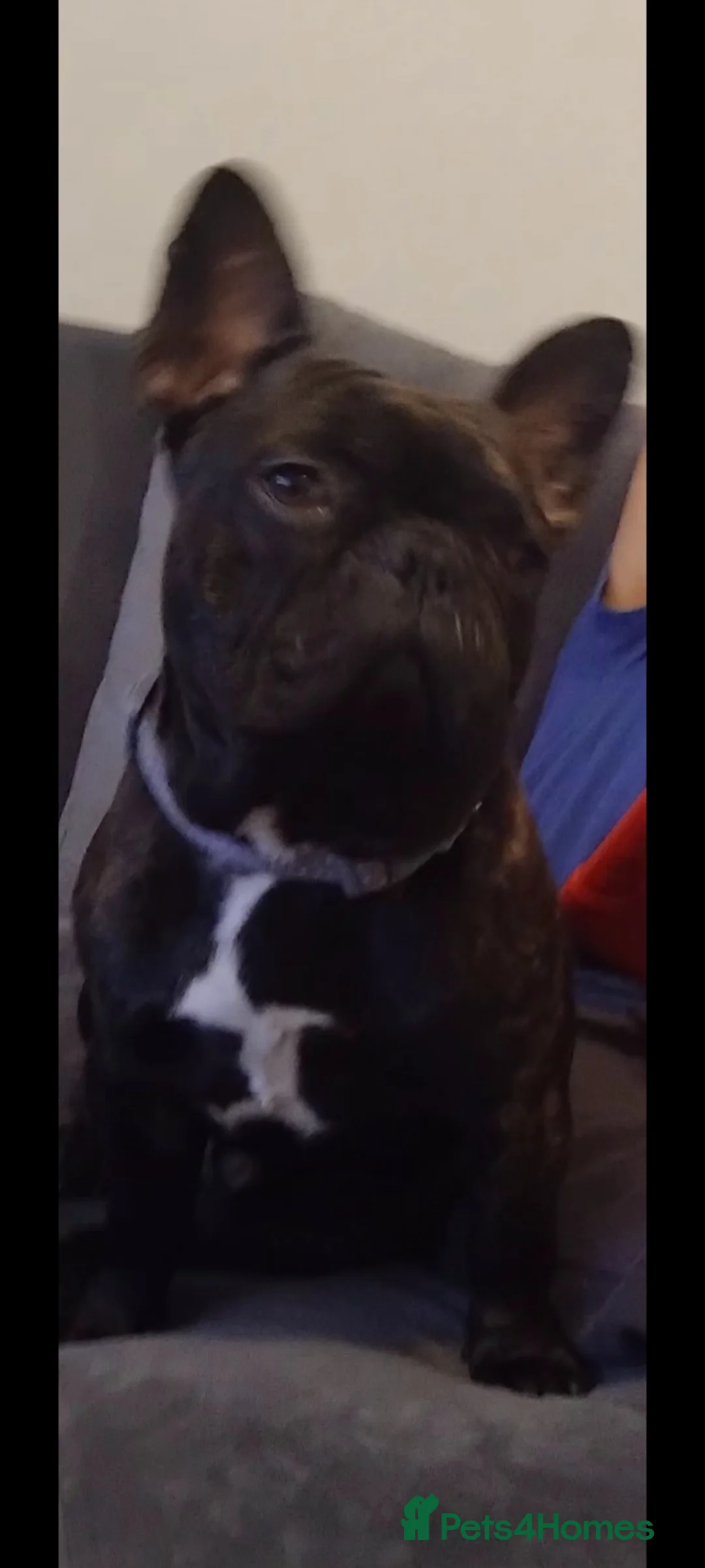 French Bulldog dogs for sale: Male French bulldog  in Sheffield - Advert 1