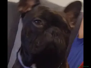 French Bulldog dogs Male French bulldog - Advert 3