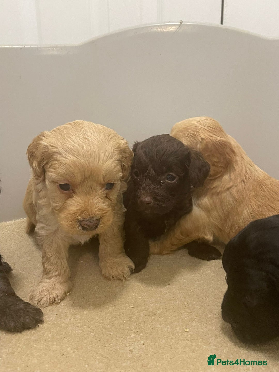 Cockapoo dogs for sale: F1 cockapoo p,a,r tested clear - Advert 16