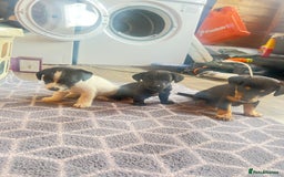 Jack Russell dogs for sale: Adorable Jack Russell puppies - Image 3
