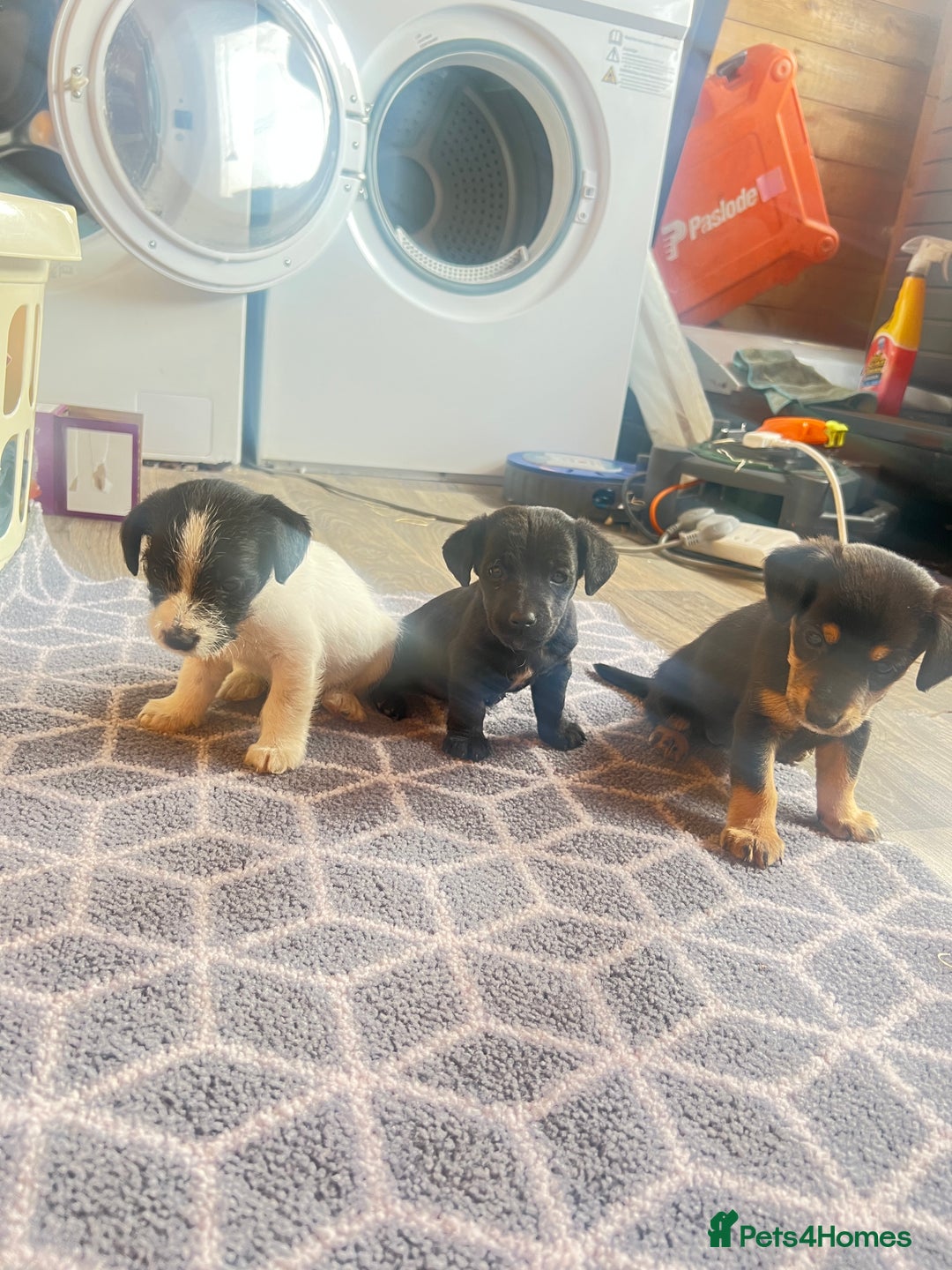 Jack Russell dogs for sale: Adorable Jack Russell puppies - Image 3