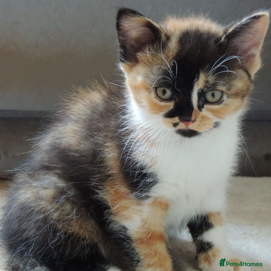 Devon Rex cats for sale: Just 1 girl left - GCCF Devon Rex Variant kittens  in Wolverhampton - Image 20