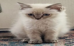 Ragdoll cats for sale: 🌟 Stunning  Pedigree Ragdoll Kittens 🌟 - Image 4