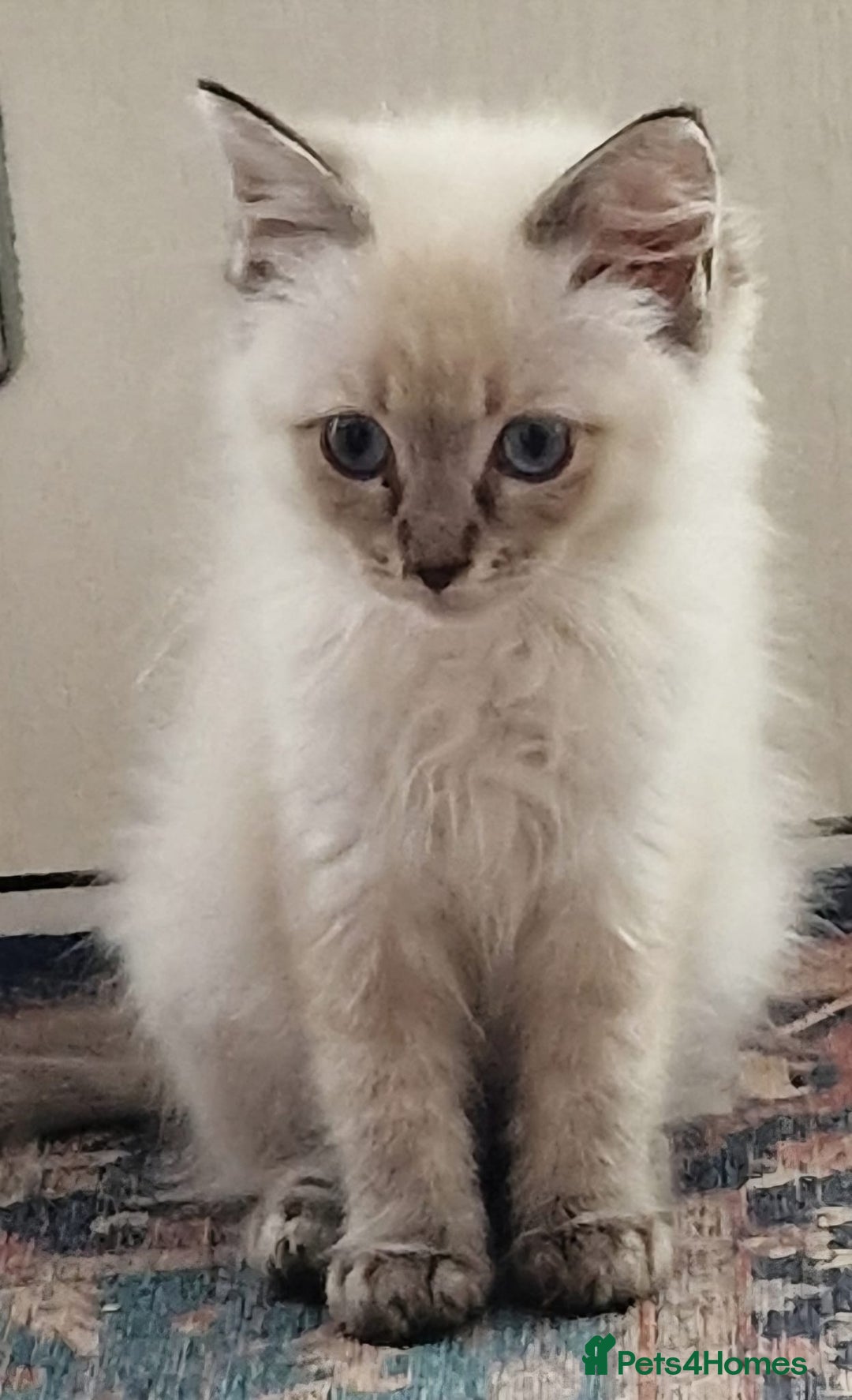 Ragdoll cats for sale: 🌟 Stunning  Pedigree Ragdoll Kittens 🌟 - Image 4