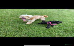 Cockapoo dogs for sale: Cockapoo  - Image 5