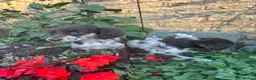 Sprocker dogs for sale: Puppies  - Advert 6