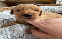Mixed Breed dogs for sale: Multi generational goldendoodle puppies - Image 17