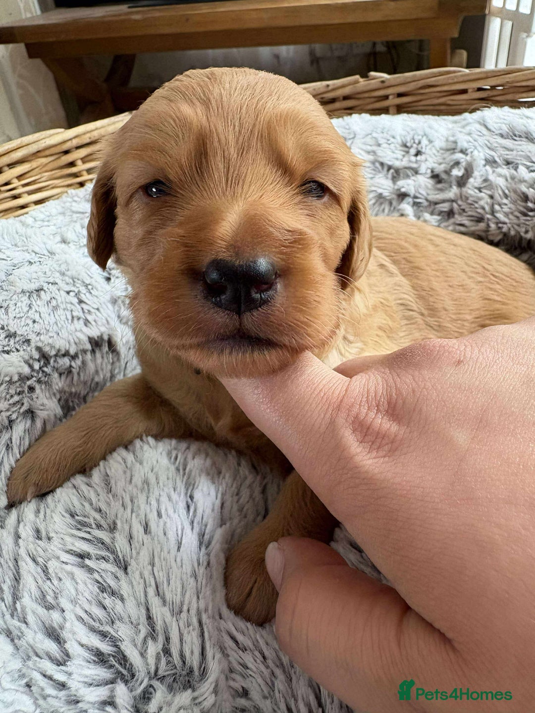Mixed Breed dogs for sale: Multi generational goldendoodle puppies - Image 17