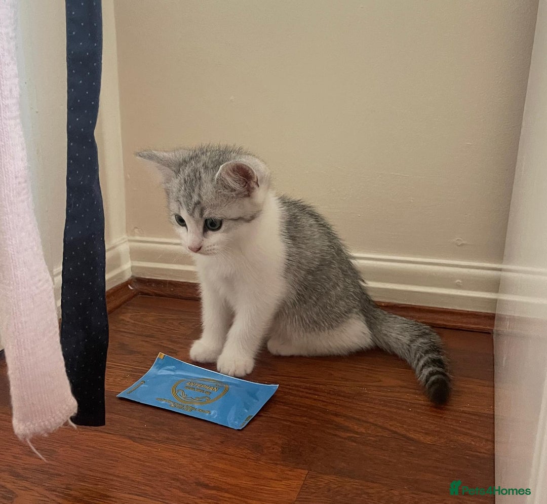 British Shorthair cats for sale: 4 Beautiful British short hair & Ragdoll kittens - Image 22