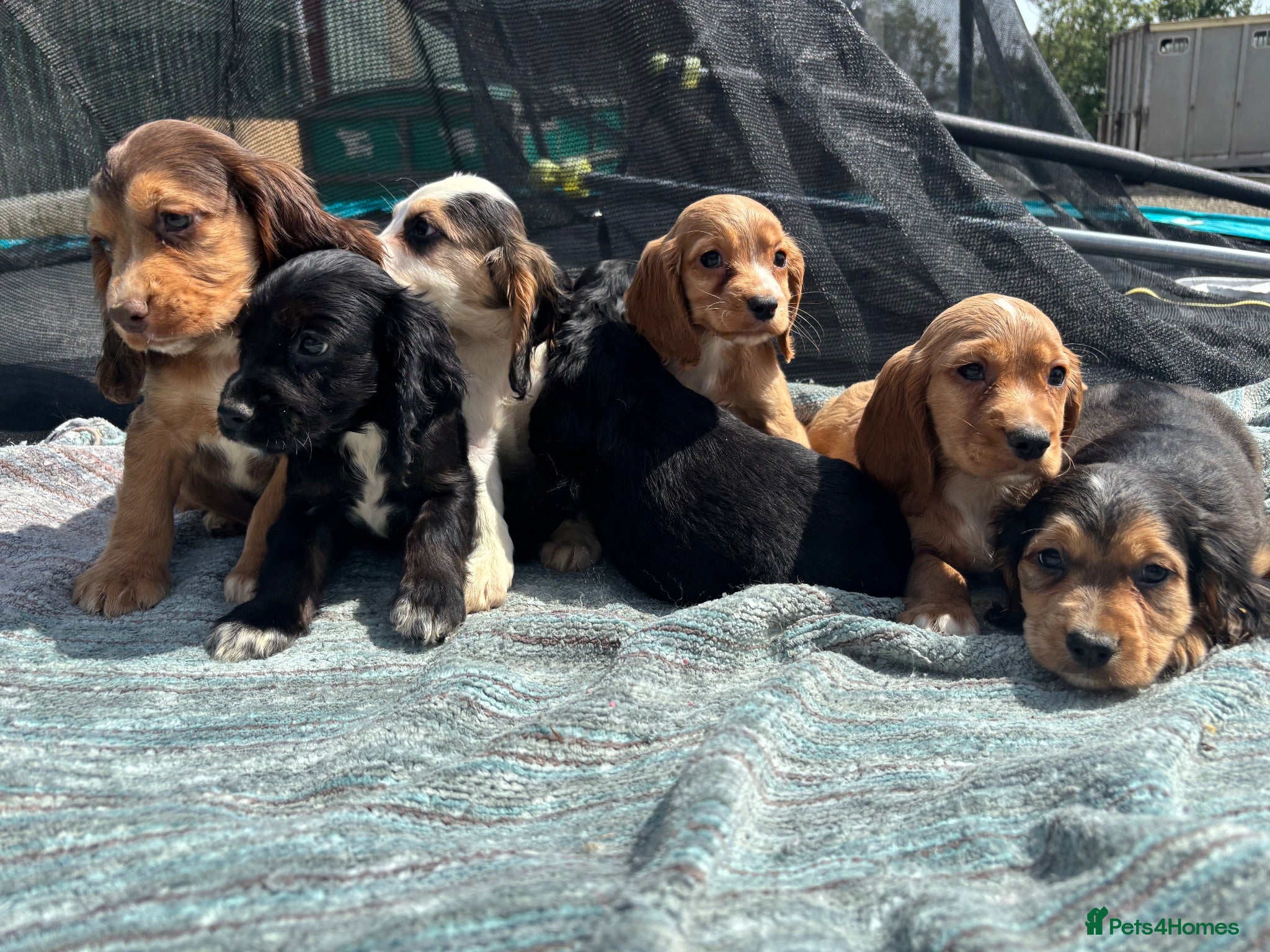 Cocker Spaniel dogs beautiful show cocker spaniel puppies  - Advert 1