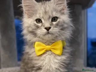 Maine Coon cats Champion blood line kittens - Advert 5