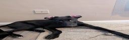 Mixed Breed dogs for sale: Lurcher Cross - Advert 5