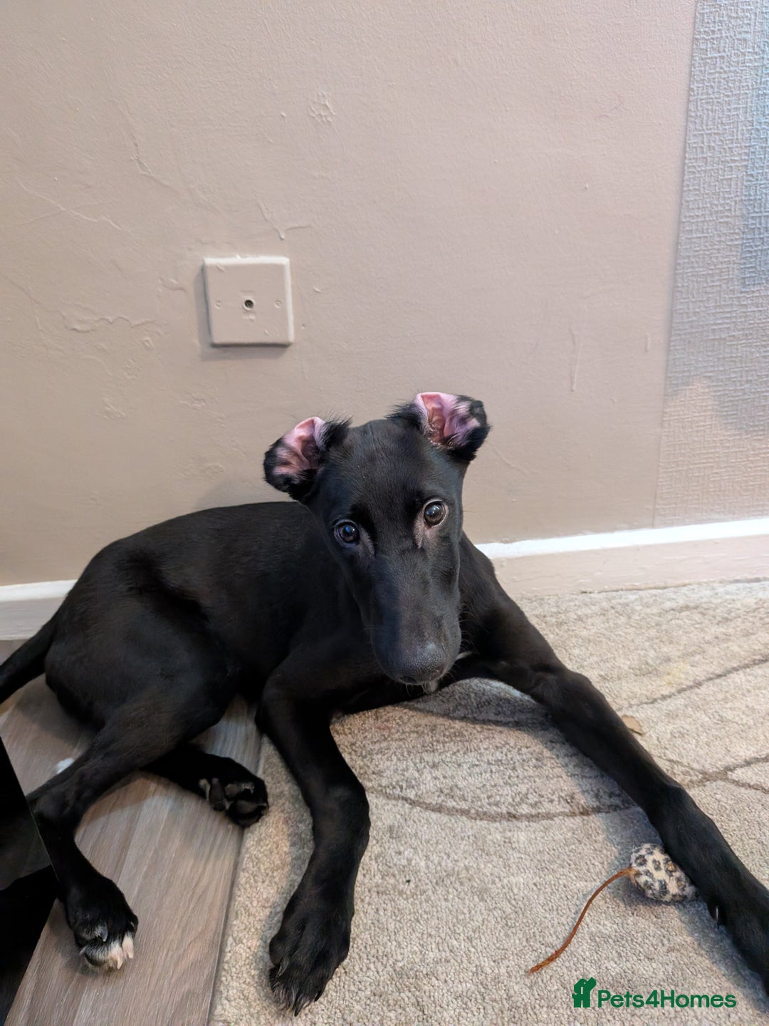 Mixed Breed dogs for sale: Lurcher Cross - Image 5