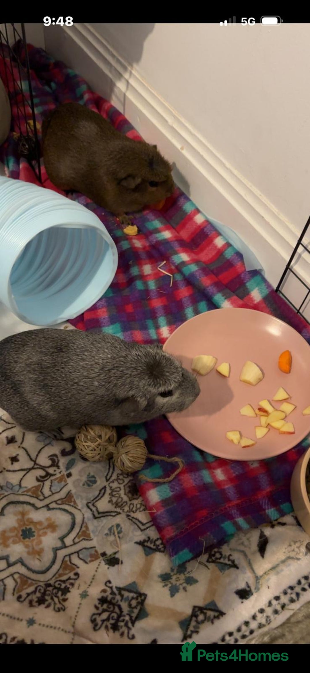 Guinea Pig rodents for sale: Mother and daughter guinea pigs - Advert 2