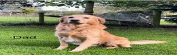 Golden Retriever dogs for sale: Ready to leave true gold colored golden retrievers - Advert 11